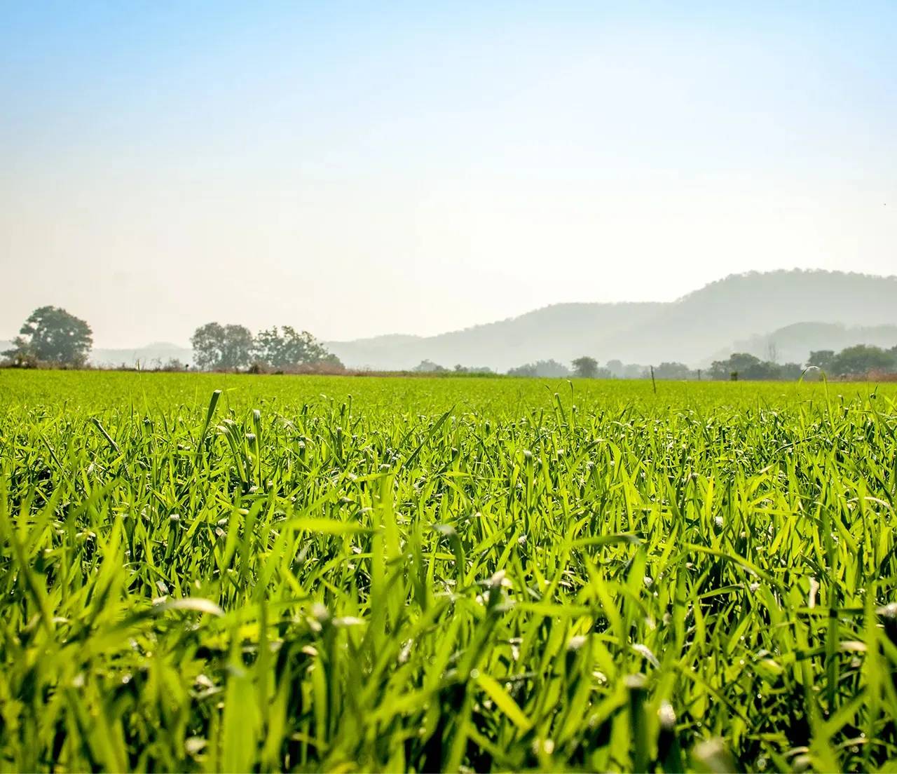 Een groen boerenveld