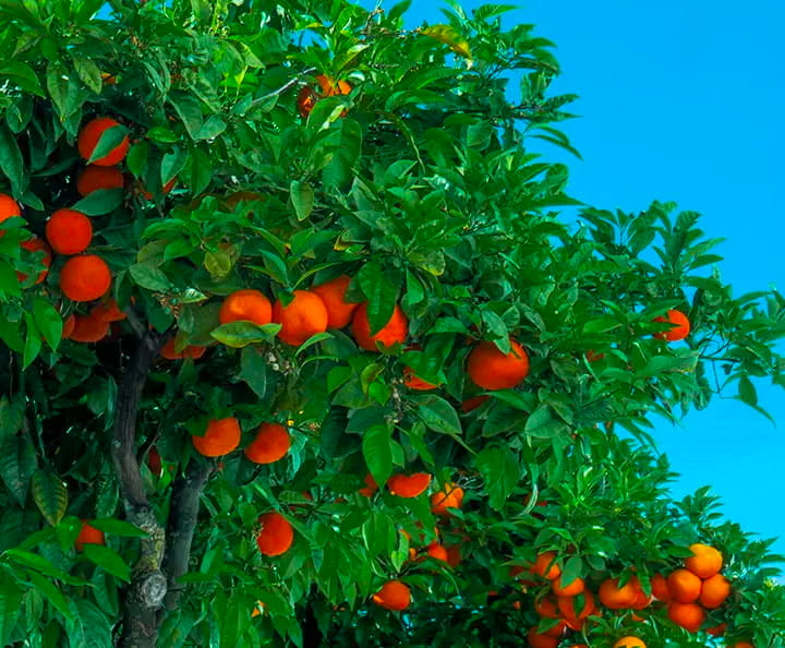 An orange tree