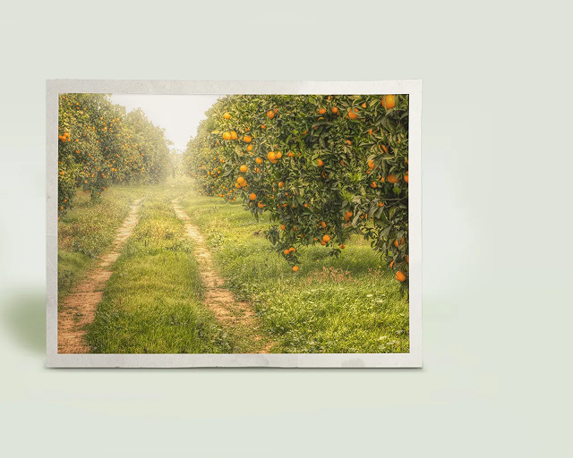 a photograph of an orange grove