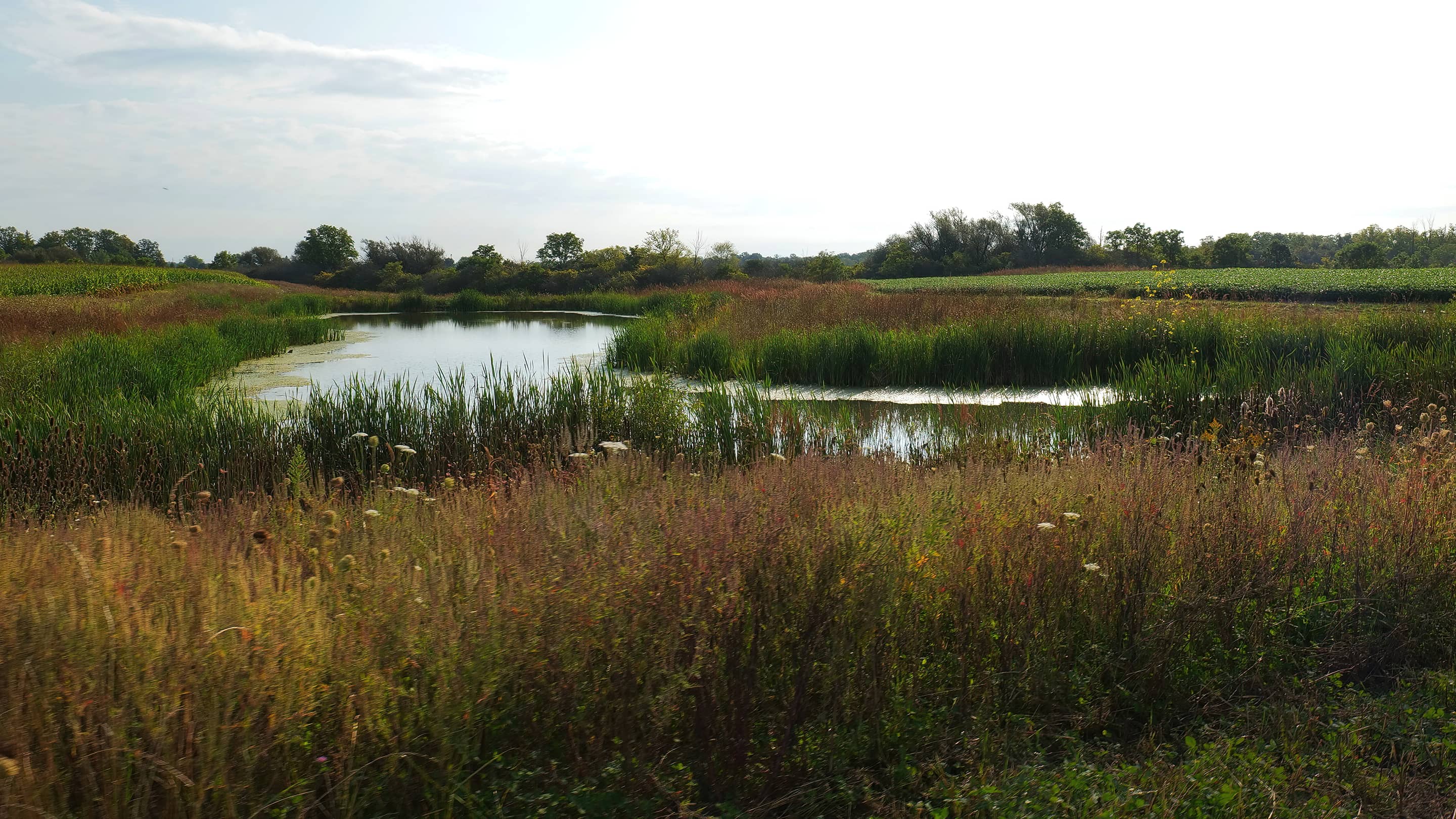 Ce milieu humide situé dans une ferme de l'Ontario fait partie de la collectivité ALUS Lambton et aide à recueillir et à retenir les eaux de ruissellement agricoles, à prévenir l'inondation des récoltes et à fournir un habitat pour les espèces indigènes. (photo : HuffMedia)