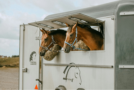 Deux chevaux bruns portant des licous bleus sortent la tête par une fenêtre ouverte d'une remorque à chevaux portant l'inscription « Cheval Liberté », avec des sacs de foin suspendus en dessous.
