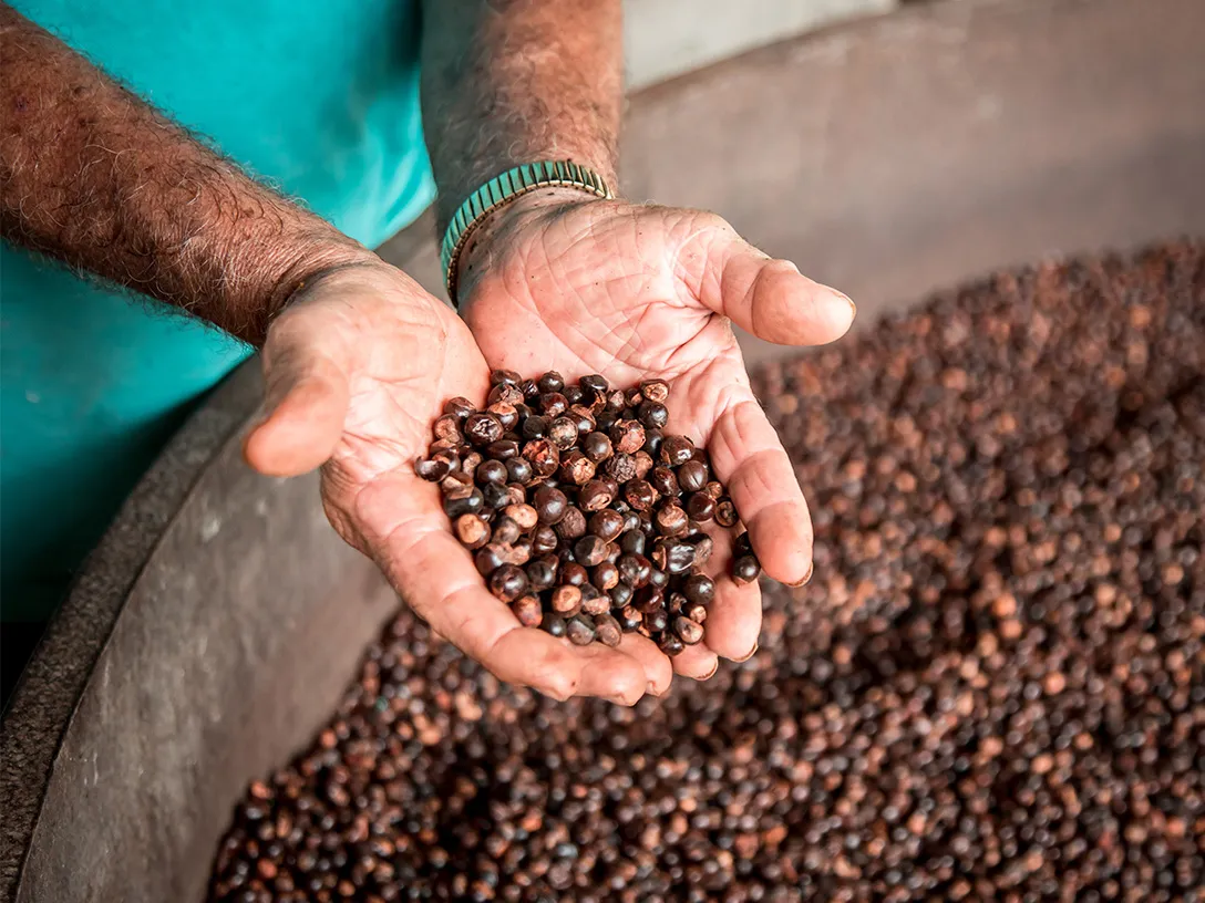 Un homme présente des grains de café parfaits dans ses mains