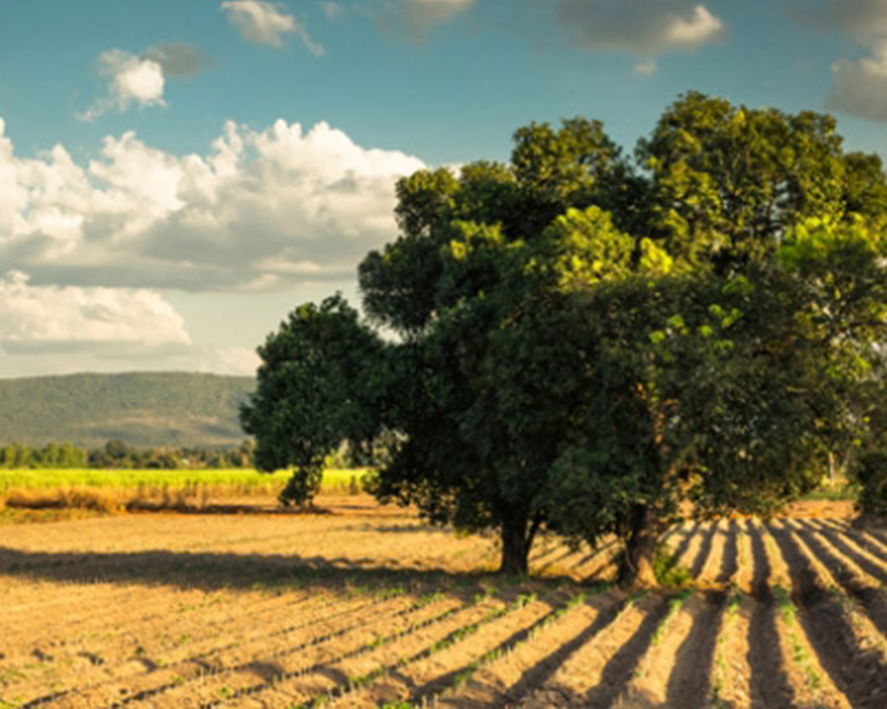 A tree on a agriculture field during day light