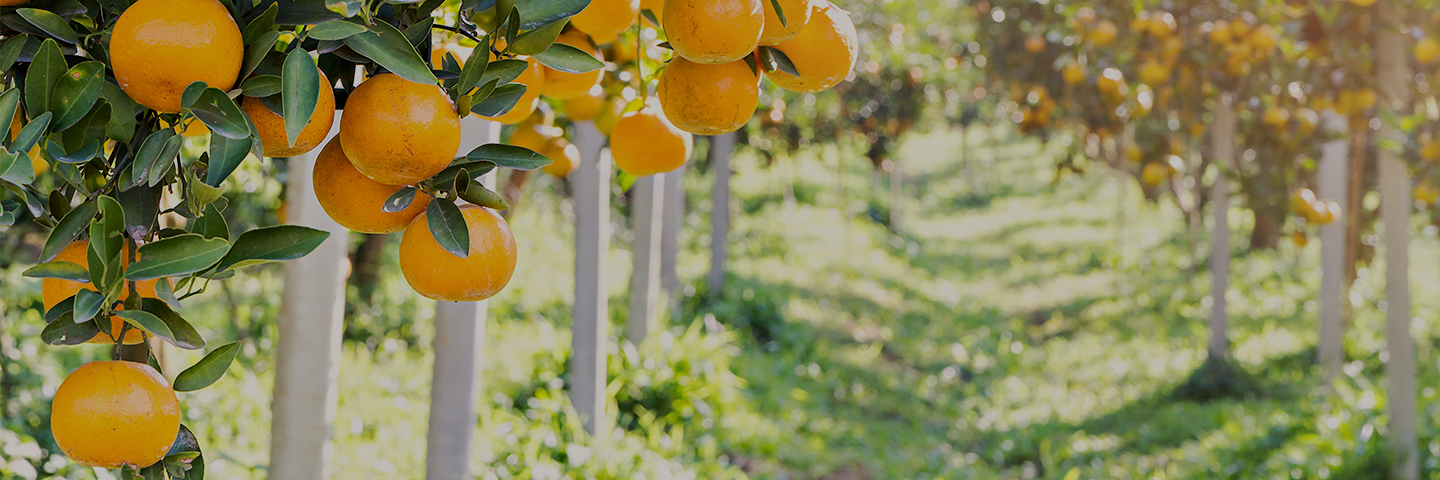 Orange trees