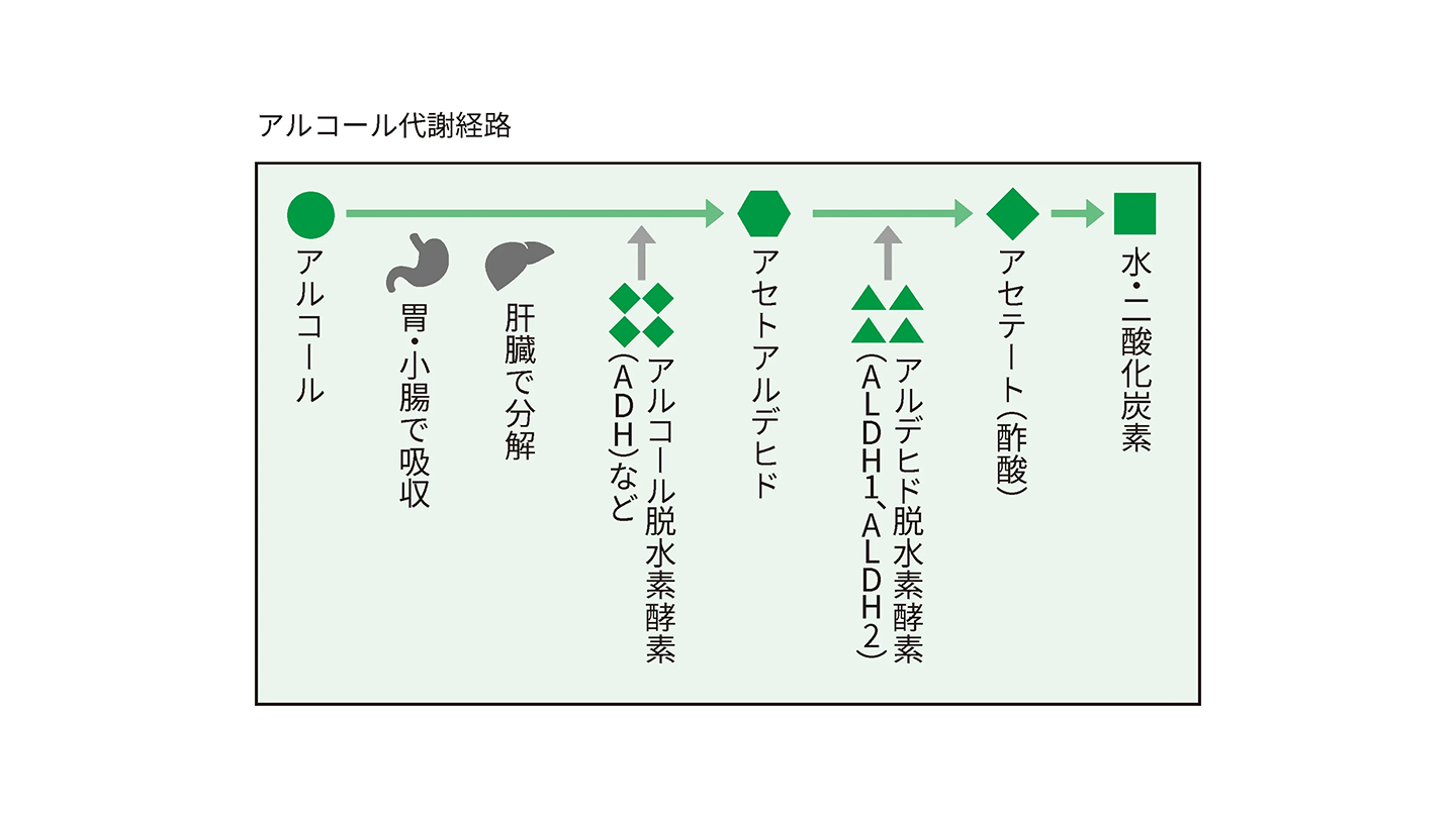 お酒を飲むと酔うのはなぜ？