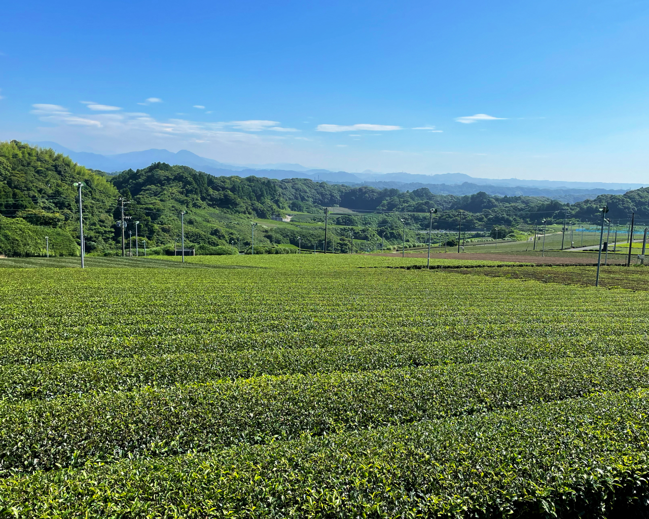 写真：茶畑の風景