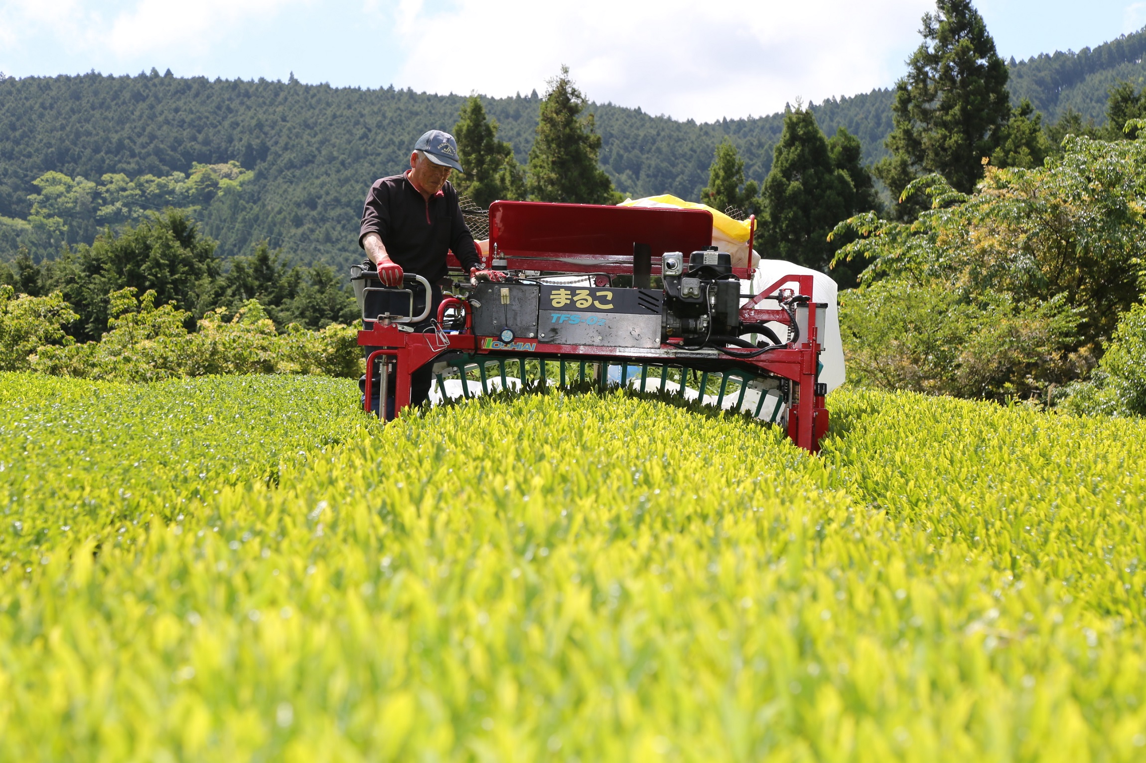 掛川市での有機茶栽培の様子