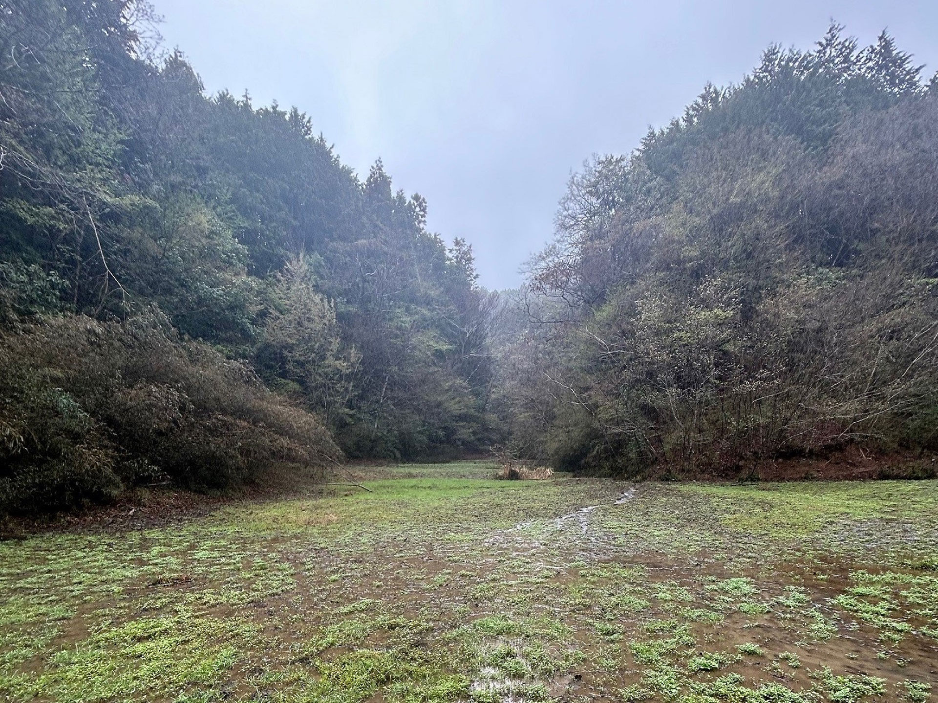 上川の里の湿地