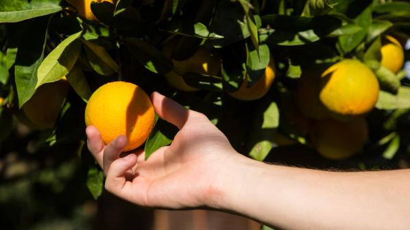 Una mano recolecta una fruta de un árbol