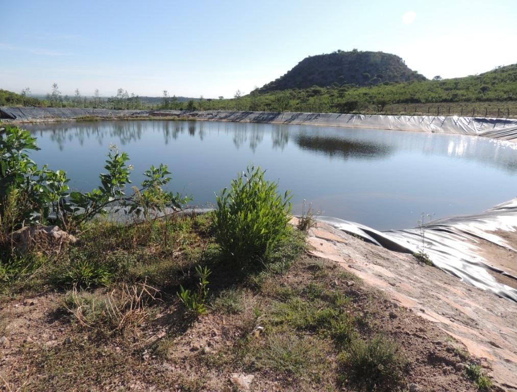 Olla captadora de agua en mitad de vegetación