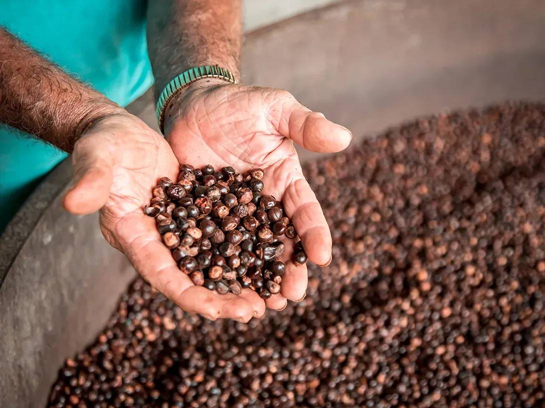 Hands of a person holding a handful of grains