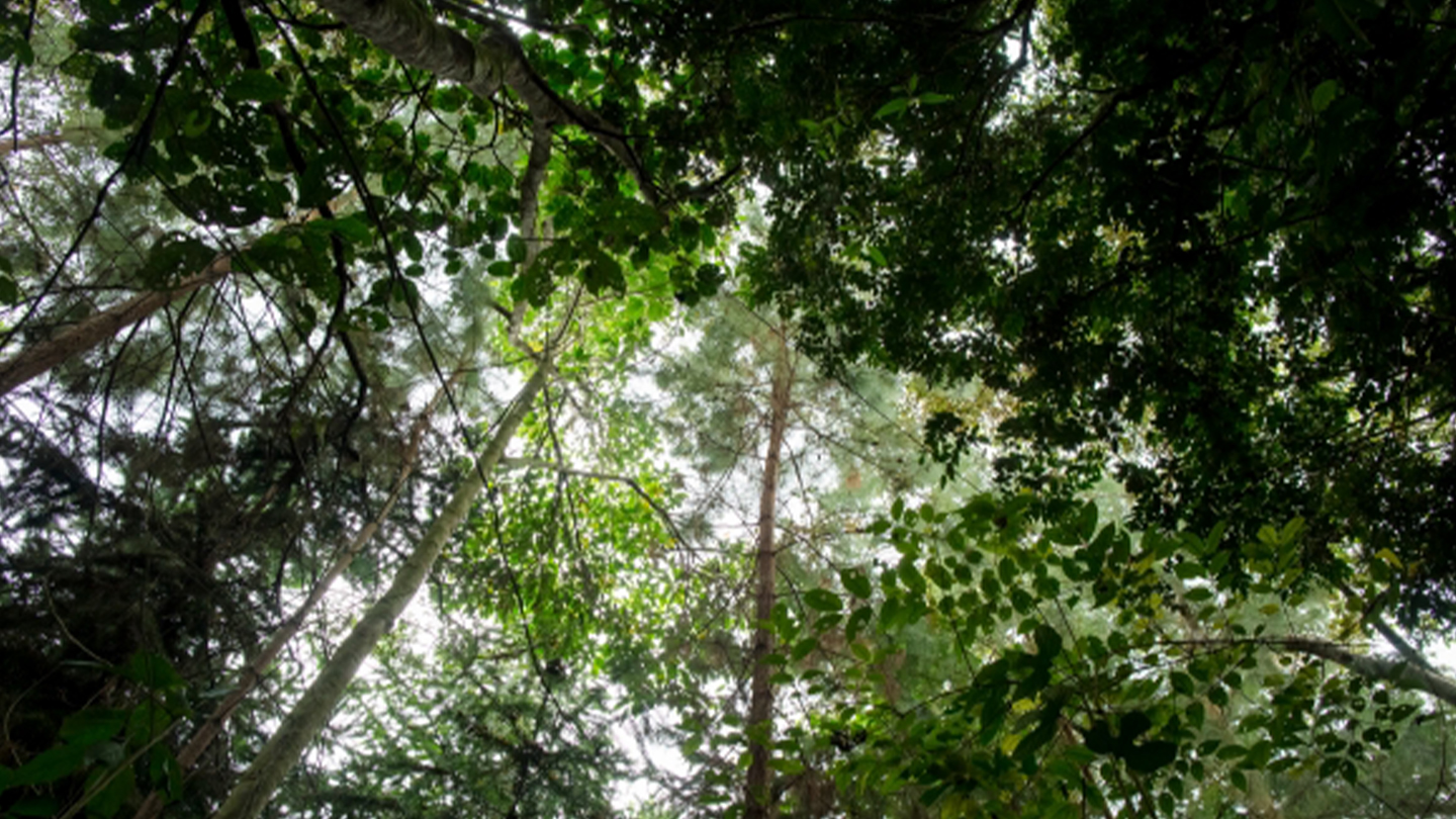 Vista desde abajo de árboles