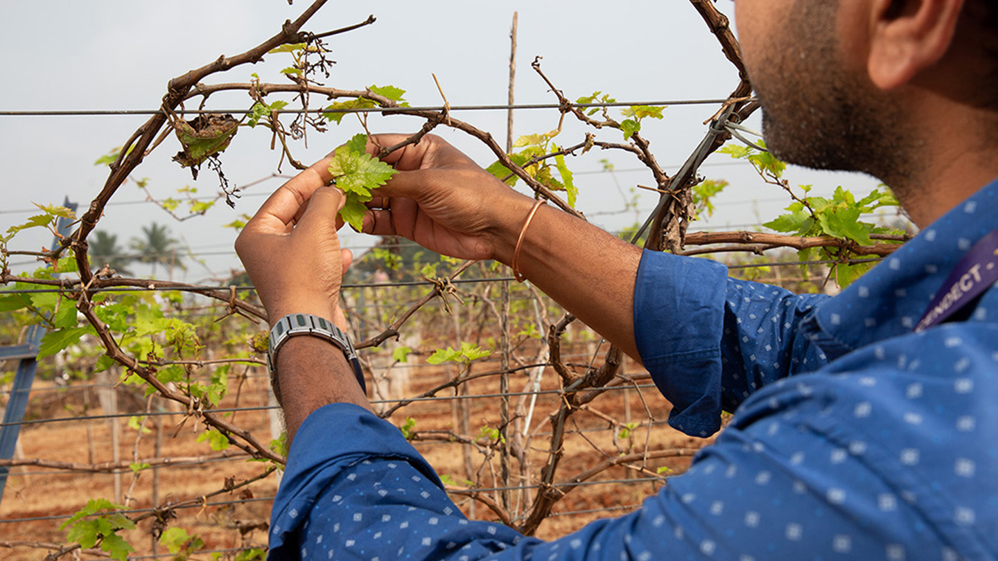 Man holding plants in a plantation
