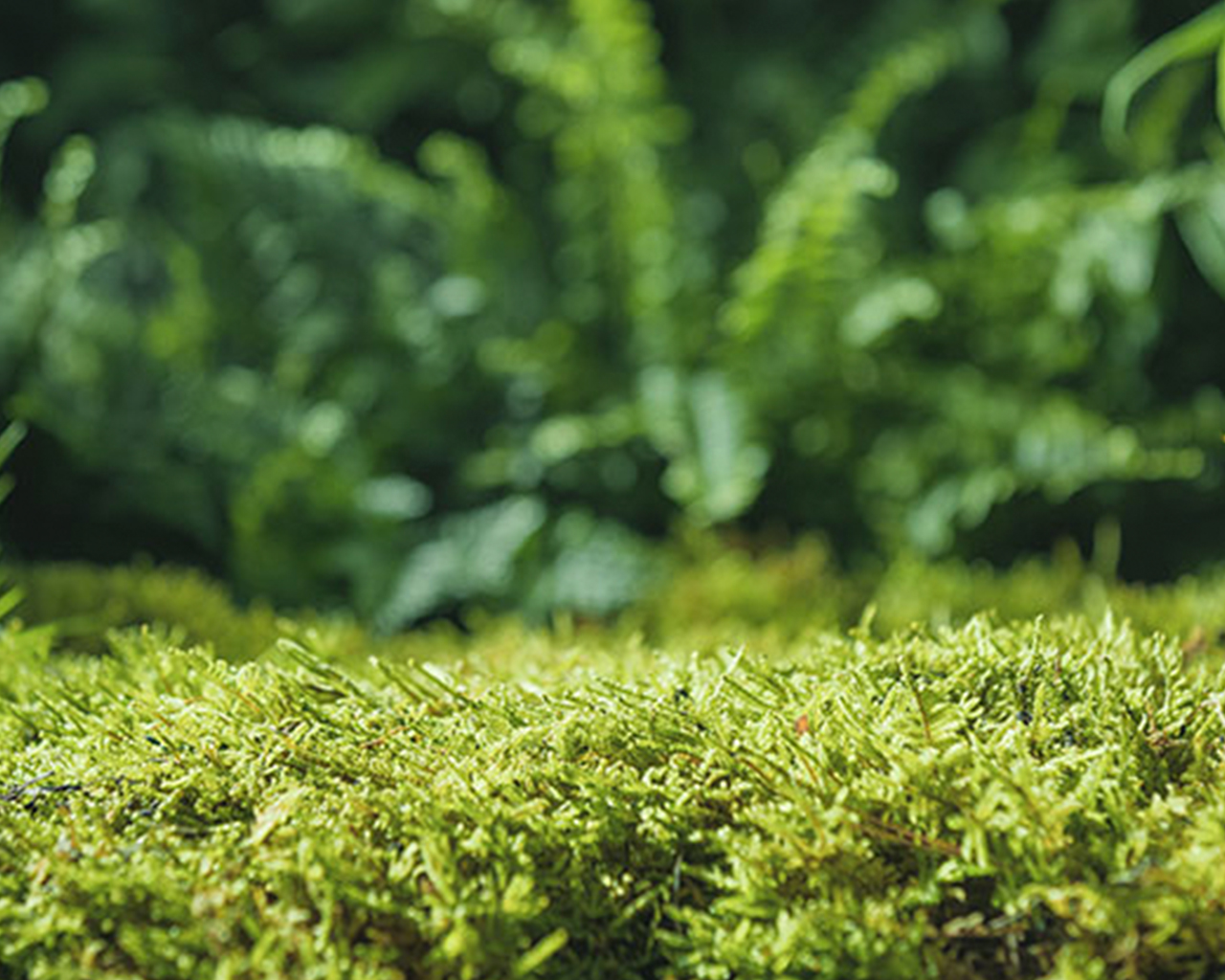 Details of a forest