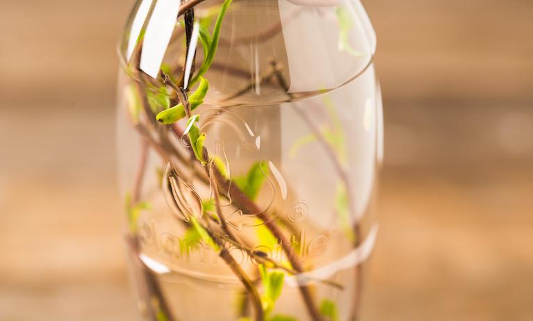 A clear Coca-Cola bottle with the recyclable logo and a plant inside