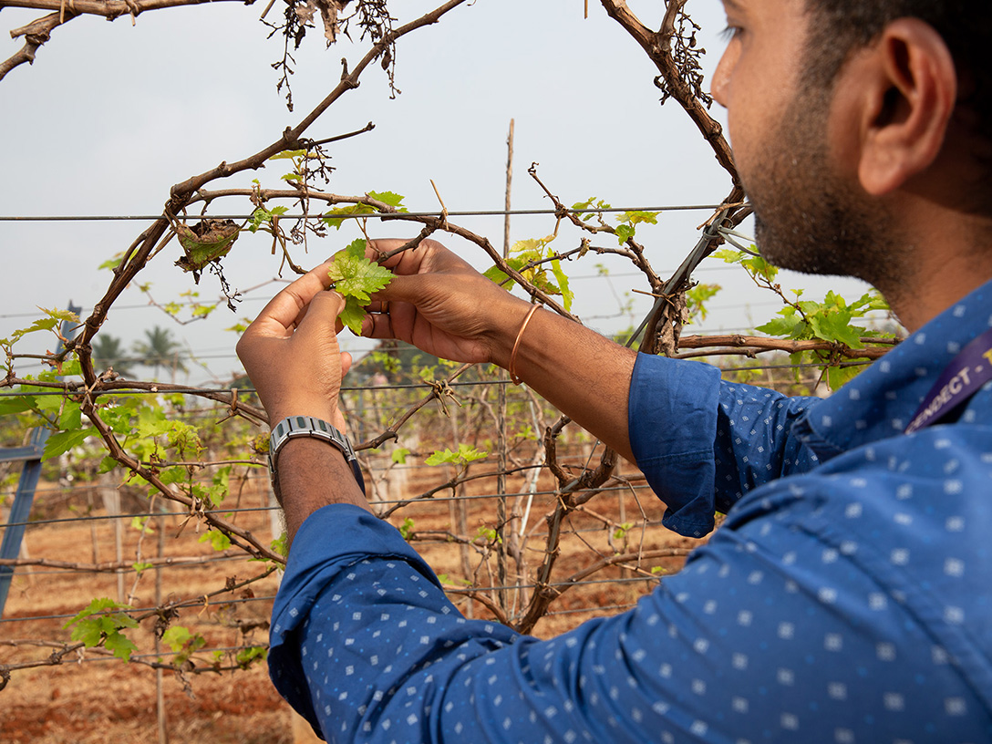 A man tends to crops on an Indian grape farm