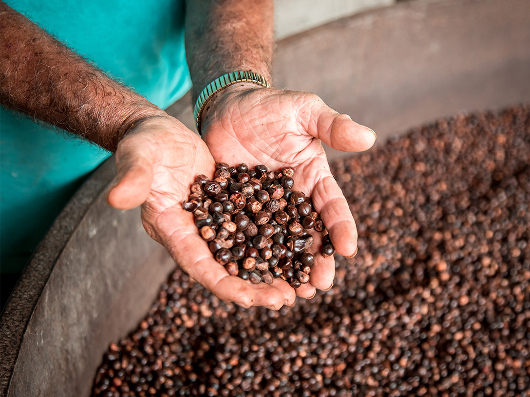 Detail of the hands of a man holding grains